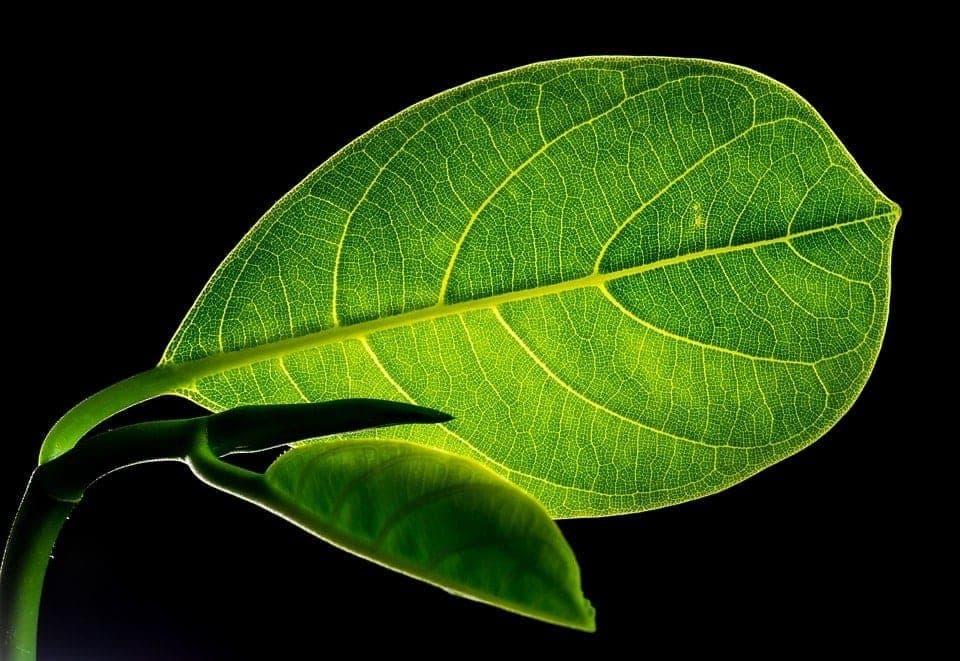 ian-leaf-corporation