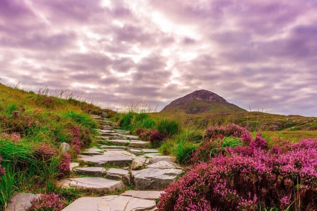 Stone footpath through flowering purple heather in the Irish countryside